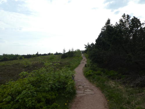 Letzte Steigung zum Gipfel des Schliffkopf (1054M)