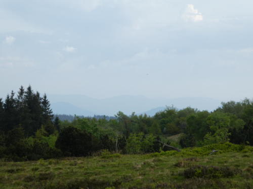 Aussicht vom Gipfel des Schliffkopf (1054M)