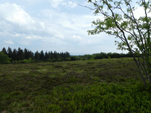 Aussicht vom Gipfel des Schliffkopf (1054M)