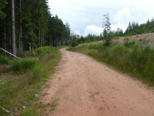 Forstweg von der Lettstädter Hütte Richtung Glaswaldsee