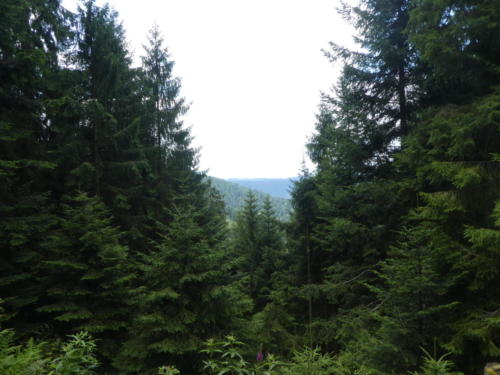 Nur selten gibt der Wald den Weitblick frei