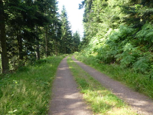 Weg von der Haaghütte zum Harkhof