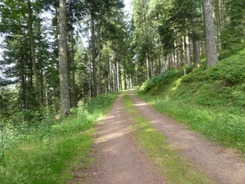 Weg von der Haaghütte zum Harkhof