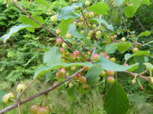 Beeren am Wegesrand. Nicht zum verzehr geeignet.