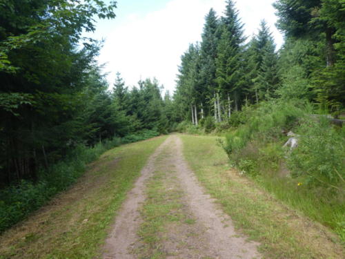 Weg von der Haaghütte zum Harkhof