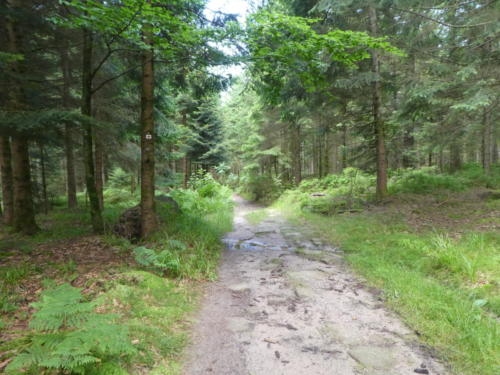 Weg von der Haaghütte zum Harkhof