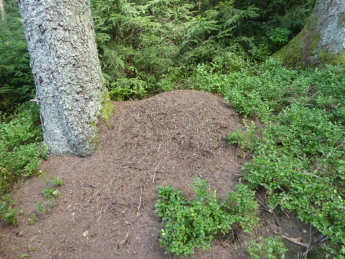 Ameisenhügel am Wegesrand