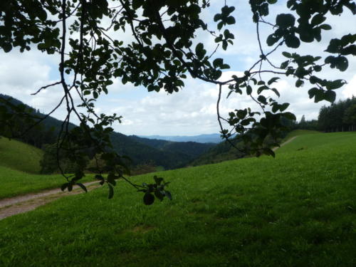 Ausblick oberhalb vom Harkhof ins Riersbachtal