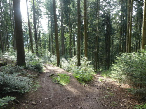 Abstieg nach der Hohenlochenhütte