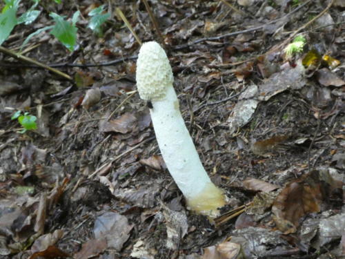 Pilz auf dem Weg