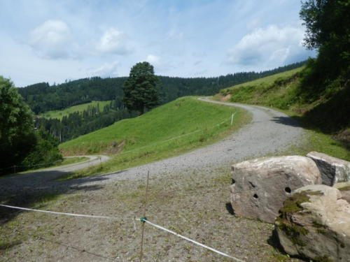 Feldweg zwischen Kuhweiden