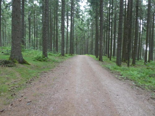 Der Westweg kurz hinter Wilhelmshöhe