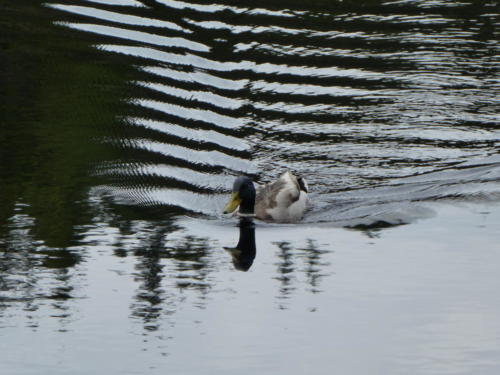 Ente auf dem Blindensee