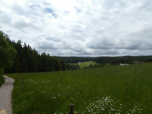 Blick über Gras- & Weideland