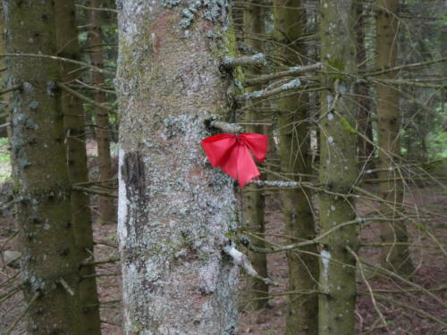Rote Schleife am Baum