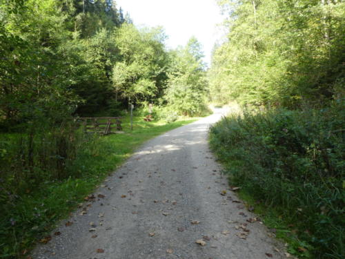 Forstweg mit Picknickbank bei Wildemann