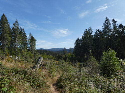 Ausblick vom Ilberg