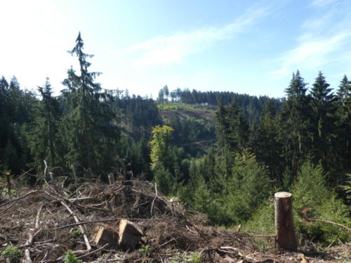 Ausblick im Harz