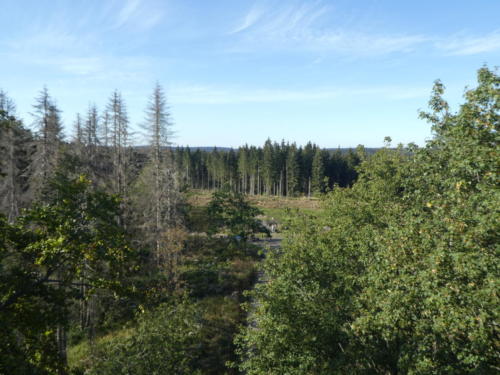 Ausblick vom Aussichtsturm bei der Kuckholzklippe