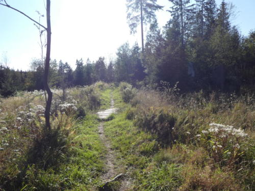 Wanderweg bei Buntebrock